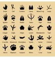birds footprints and animals tracks vector image