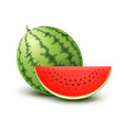 realistic watermelon vector image