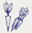 carrot vegetable with leaves vector image vector image