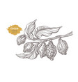 cocoa branch sketch 2 vector image