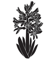 hyacinth silhouette vector image