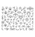 decorative plant patterns vector image