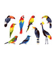 exotical birds set icons or cliparts vector image