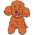 poodle toy dog cartoon animal character vector image