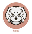 portrait of maltese vector image vector image