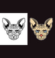 sphynx cat head two styles vector image