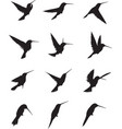 hummingbird silhouettes vector image vector image