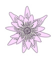 sketch of flower lotus vector image