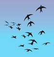 birds silhouette vector image