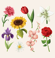 set of romantic summer flowers vector image vector image