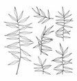 set of with herbs vector image