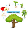 Diagram showing life cycle apple Royalty Free Vector Image