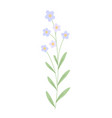 flower with blooming bud vector image