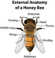 external anatomy a honey bee on white vector image