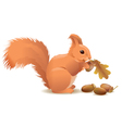 Squirrel with acorns Royalty Free Vector Image