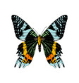 hand drawn madagascan sunset moth vector image