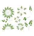 a set of evergreen leaves on white background vector image
