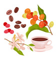 coffee set red berry fruit on branches flowers vector image vector image