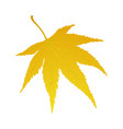 maple autumn leaf vector image vector image