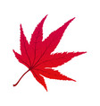 maple autumn leaf vector image vector image