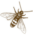 engraving of hornet or vespa vector image