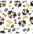 smiling dog australian shepherd vector image