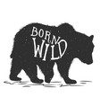 born wild silhouette grizzly bear on grunge vector image