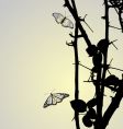 background from flower with butterfly vector image vector image