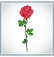 flower red rose isolated vector image vector image