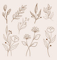 brown line flowers and leaf collection vector image