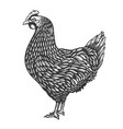 chicken in engraving style design element vector image vector image