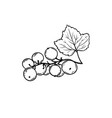 black currant benefit berry hand drawn illu vector image