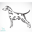 dog dalmatian vector image