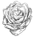 hand drawing flower 4 vector image