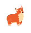 cute smiling corgi puppy vector image