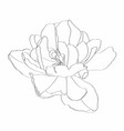 tulips flower black outline on white background vector image