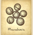 ink sketch of macadamia vector image vector image