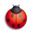 ladybug icon vector image