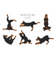 yoga dogs doberman 1 vector image