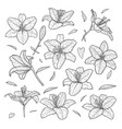 beautiful monochrome black and white set lily vector image