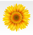 sunflower vector image