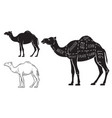 cut of camel set poster butcher diagram - desert vector image vector image