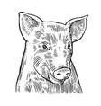 pig head isolated on white background vector image