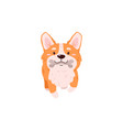 smiling corgi dog carries bone in teeth flat style vector image