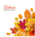 autumn leaves background autumnal border vector image vector image