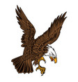 eagle wing fly hawk brown vector image