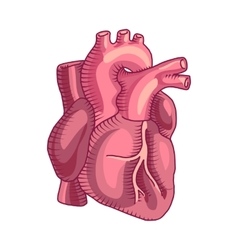 Human heart vintage Royalty Free Vector Image - VectorStock