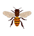 apis mellifera vector image vector image