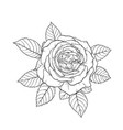 beautiful black and white bouquet rose and leaves vector image vector image