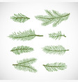 hand drawn winter evergreen spruce or pine vector image